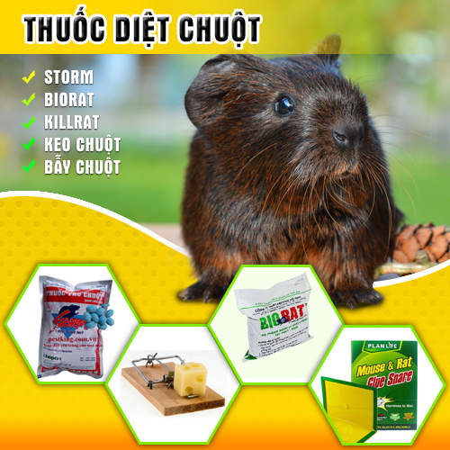 Sử dụng thuốc sinh học diệt chuột hại lúa